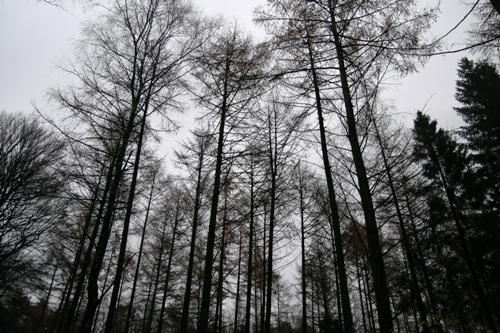 Grauer Wald